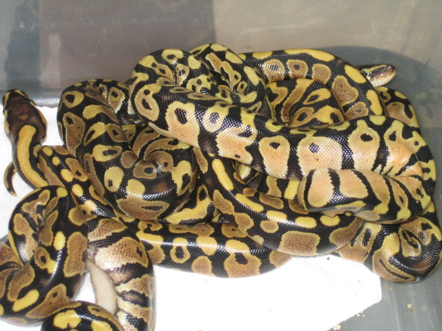yellow belly clutch   pastel